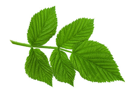 Raspberry leaf closeup isolated on white background