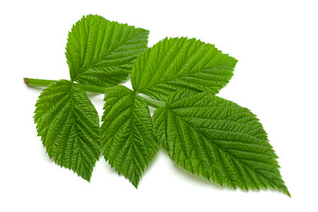 Raspberry leaf closeup isolated on white background