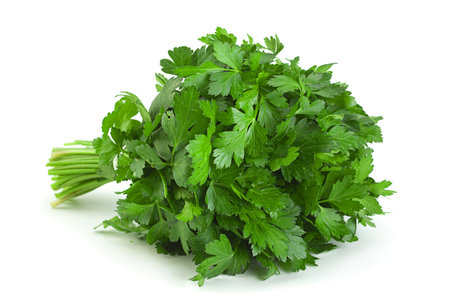 Parsley herb bunch isolated on white backgroundの写真素材