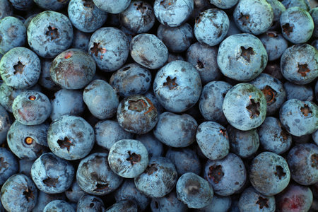 Ripe blueberry berries closeup horizontal backgroundの写真素材