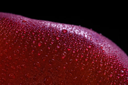 Macro shot of a freshly picked red ripe apple in a basket in the middle of a garden on a sunny day. Fresh, juicy, delicious, tempting. Making apple pie, dessert, tastyの写真素材