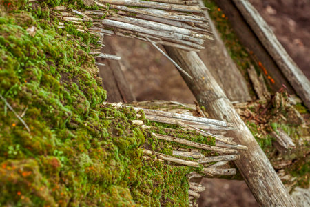 Green moss close-up on the roof of an old houseの写真素材