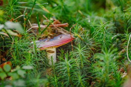 Forest mushrooms in the grass.