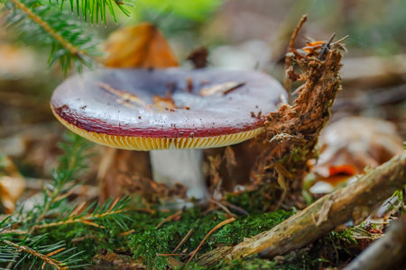 Forest mushrooms in the grass.の写真素材