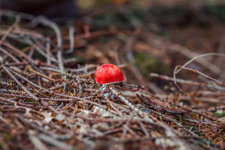 Cute penny bun mushroom is growing in the grass.の写真素材