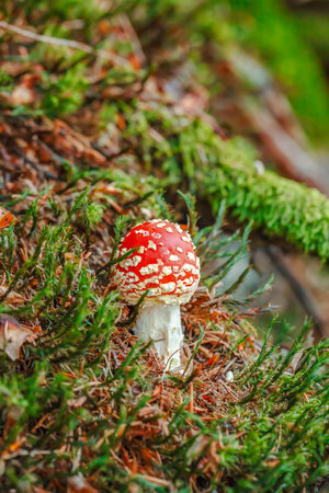 Fly agaric at the forest, closeup. Nobodyの写真素材