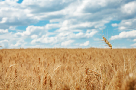 Wheat field. Ears of golden wheat close up. Beautiful Nature Sunset Landscape. Rural Scenery under Shining Sunlight. Background of ripening ears of wheat field. Rich harvest Concept. Label art designの写真素材