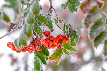 Winter background. Winter landscape with snow-covered bright red rowan.の写真素材