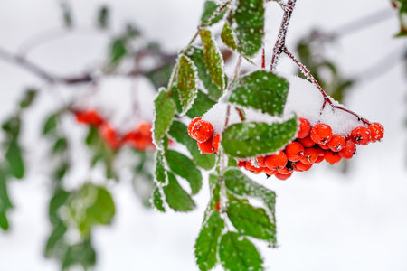 Winter background. Winter landscape with snow-covered bright red rowan.の写真素材