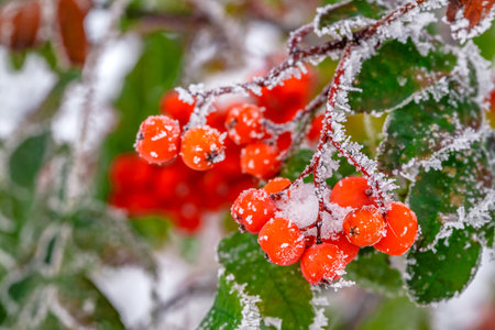 Winter background. Winter landscape with snow-covered bright red rowan.の写真素材