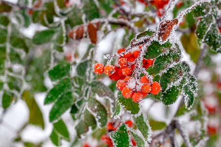 Winter background. Winter landscape with snow-covered bright red rowan.の写真素材