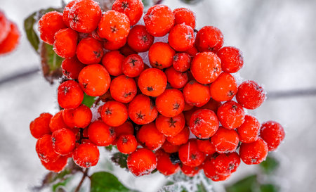 Winter background. Winter landscape with snow-covered bright red rowan.の写真素材