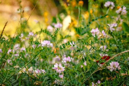 Colorful flowers, selective focus on pink flower. Abundance of blooming wild flowers on the meadow at spring timeの写真素材