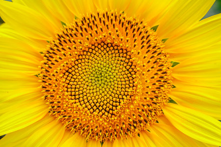 Sunflower natural background. Sunflower blooming. Close-up of sunflowerの写真素材