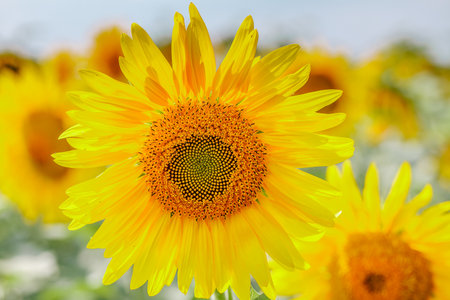 Sunflower field at sunset.  Farm field.の写真素材