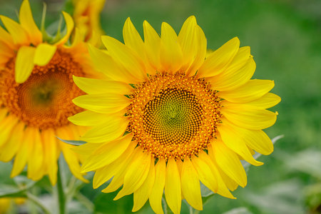 Sunflower field at sunset.  Farm field.の写真素材