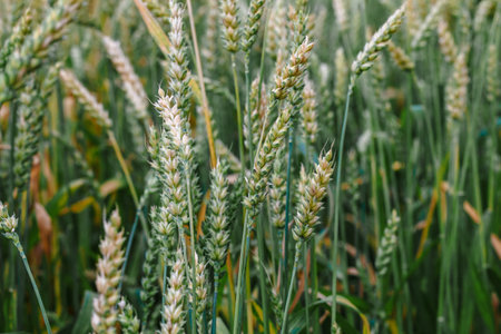 Juicy fresh ears of young green wheat on nature in spring summer field close-up of macroの写真素材