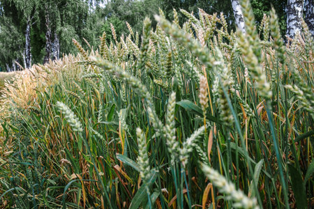 Juicy fresh ears of young green wheat on nature in spring summer field close-up of macroの写真素材