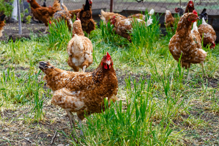 Red hens on green grass waiting to be fed. Typical of farm as reserve of animals for own consumption.の写真素材
