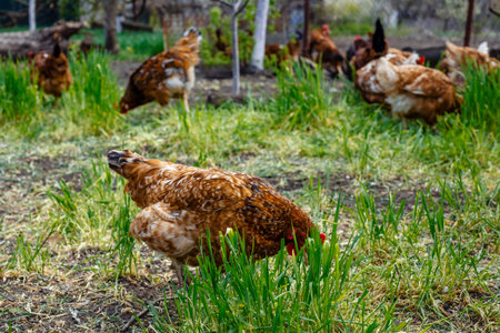 Red hens on green grass waiting to be fed. Typical of farm as reserve of animals for own consumption.の写真素材
