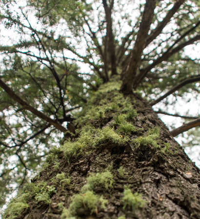 Moss on a pine treeの写真素材