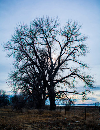 A wonderful tree in the early spring before the warmth has time to waken it from itの写真素材