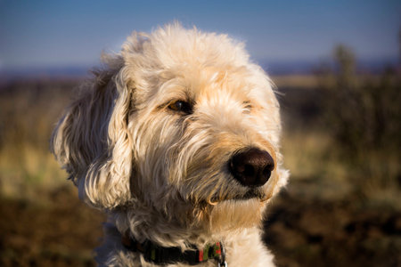 Teig slooking at the sunset from the top of South Table Mountain in Golden, Coloradoの写真素材