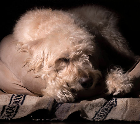 Teig snoozing on his bed in the Traildog Artisans Studioの写真素材