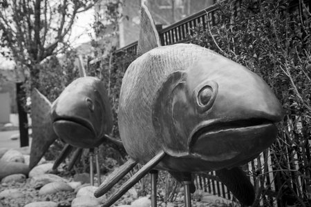 A couple of trout sculptures swimming up the path on Clear Creek Trail in golden Coloradoの写真素材