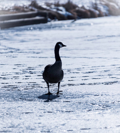 A goose wandering around a frozen lake at Washington Park in Central Denver Colorado.の写真素材