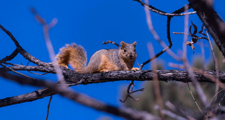A Wash Park squirrel on a branch in Denver Colorado.の写真素材