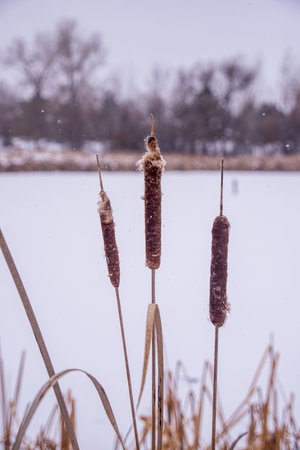 Cattails in Winter.の写真素材