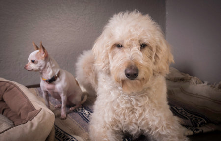 Labradoodle and Chihuahua on Mexican Blanket.
