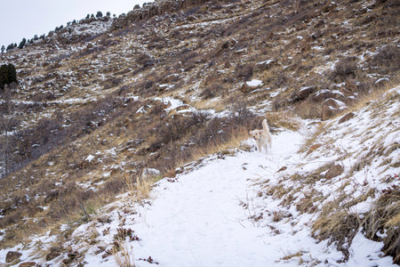 Trail Dog On Snow Covered Trail.