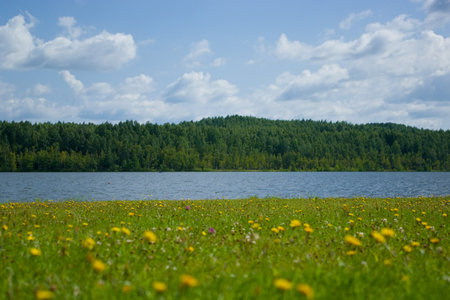 Flowered shore of lake on sunny dayの写真素材