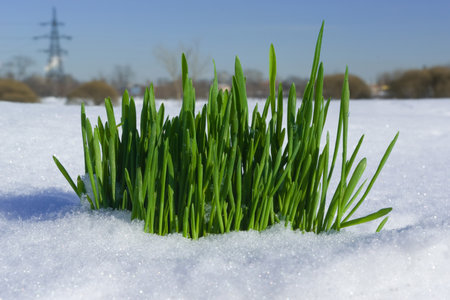 Grass growing through the snow against the background of cityの写真素材