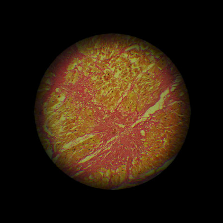 image through the microscope.  zoom x 40