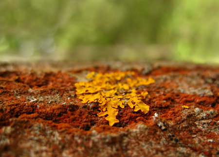 Golden lichen on the trunk of red tree