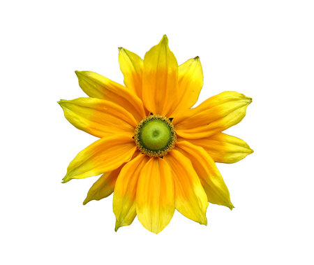 Single yellow dahlia isolated on whiteの写真素材