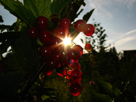 Red and ripe currant enlightened with sunの写真素材