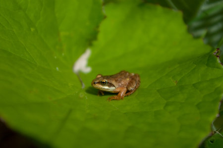 Little frog sitting on big green leaf