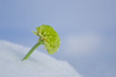 Green chrysanthemum growing through snow