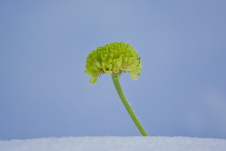 Green chrysanthemum growing through snowの写真素材