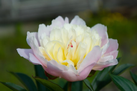 Closeup of a white dahlia flower in gardenの写真素材