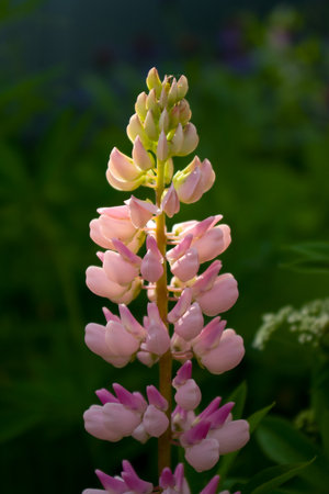 flower of pink lupine in a gardenの写真素材
