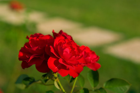 Red roses in garden enlightened with sunの写真素材