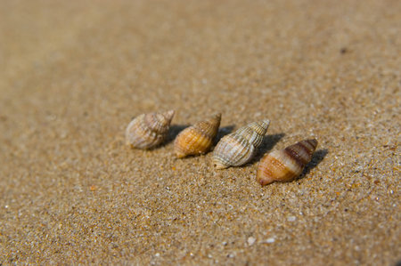 4 shell in a row lying on a seashoreの写真素材