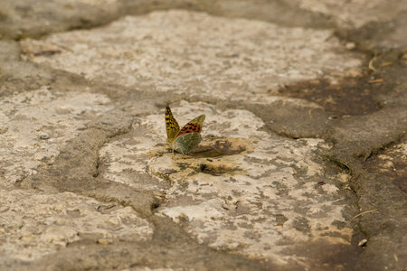 A butterfly having a rest on stoneの写真素材