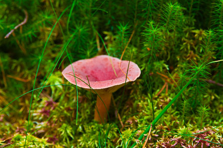 Lactarius rufus in the forest close upの写真素材