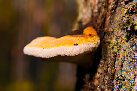 timber fungus on the trunk of the tree